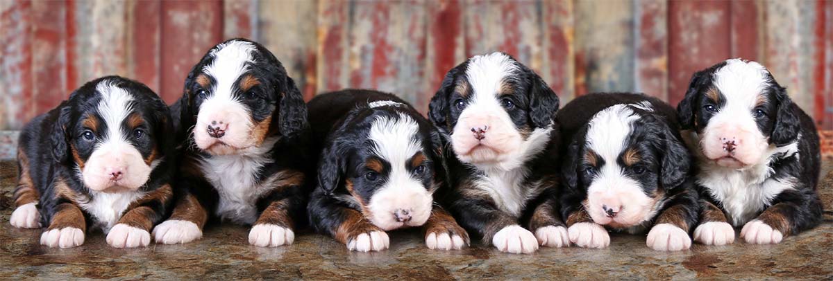 mini bernedoodle