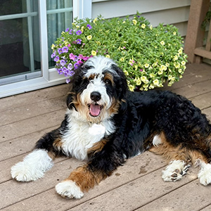 mini Bernedoodles