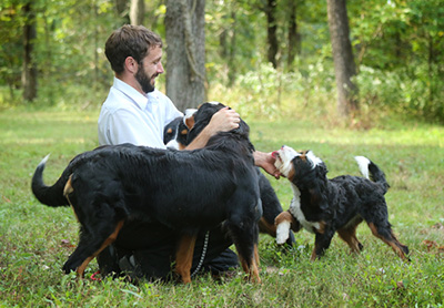 mini bernedoodles il