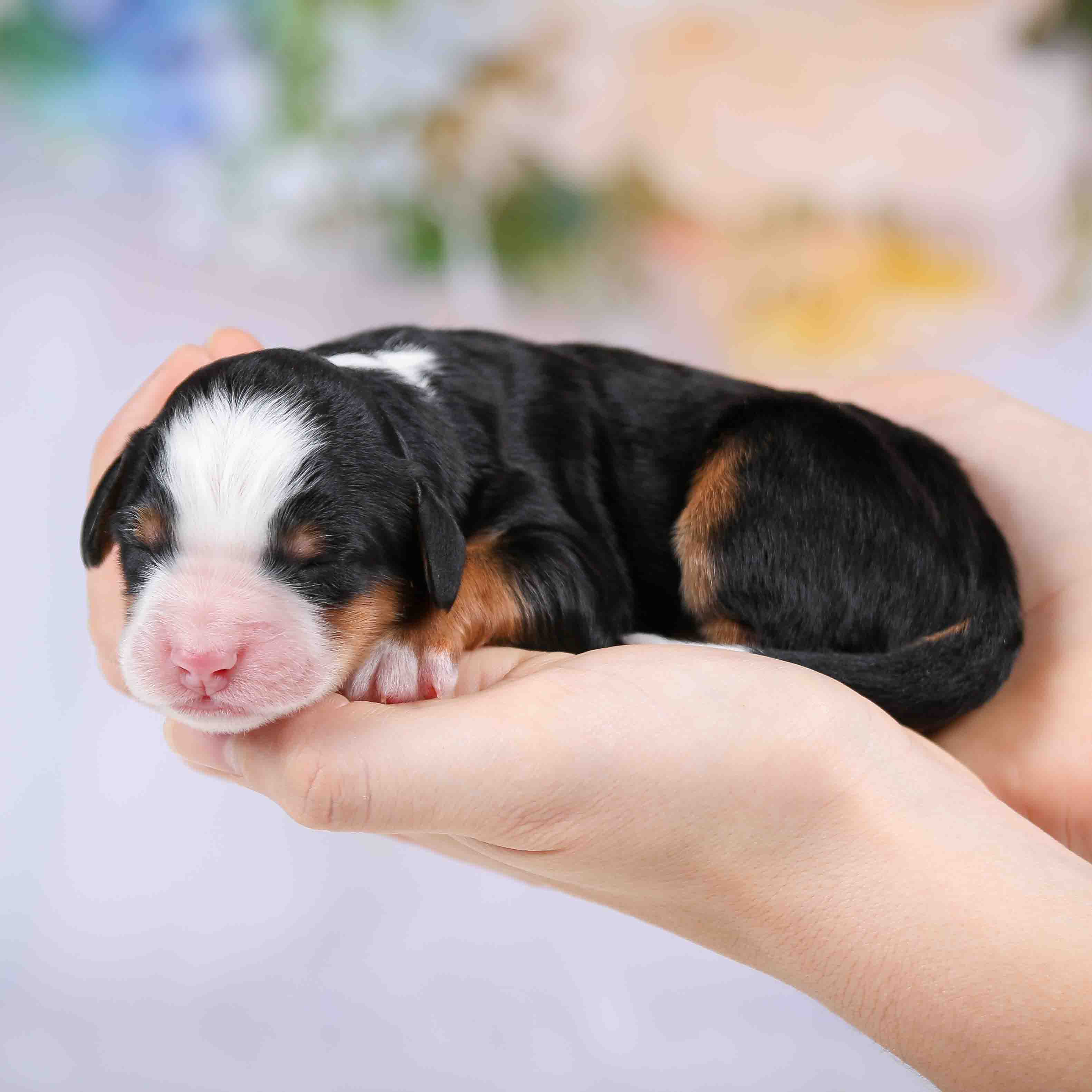 mini Bernedoodles