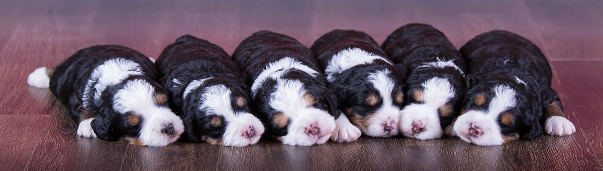 Mini Bernedoodles