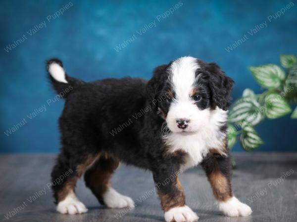 tri-colored male mini bernedoodle near Chicago Illinois