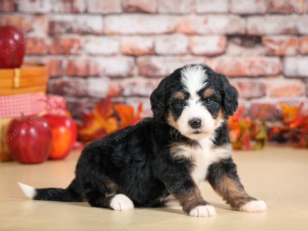 F1 mini bernedoodle near Chicago Illinois