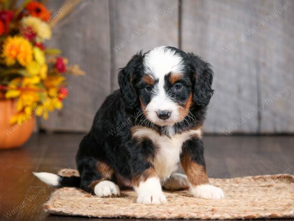 mini bernedoodle near Saint Louis MO