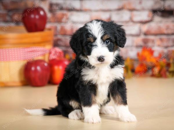 tri-colored male standard bernedoodle near Chicago Illinois