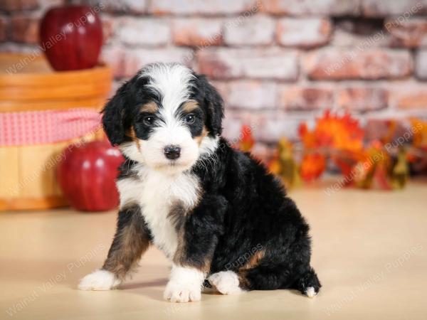 tri-colored female standard bernedoodle near Chicago Illinois