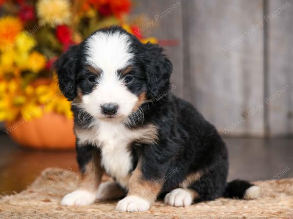 mini bernedoodle near Saint Louis MO