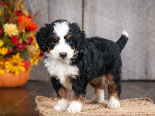 mini bernedoodle near Saint Louis MO