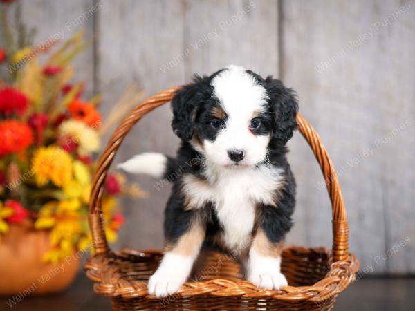 mini bernedoodle near Saint Louis MO