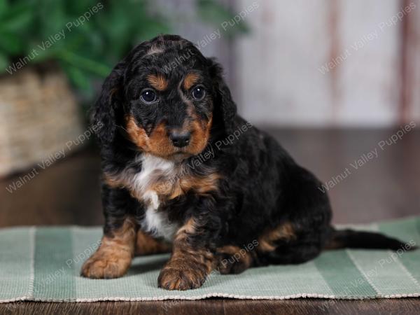 F1B mini bernedoodle near Chicago Illinois