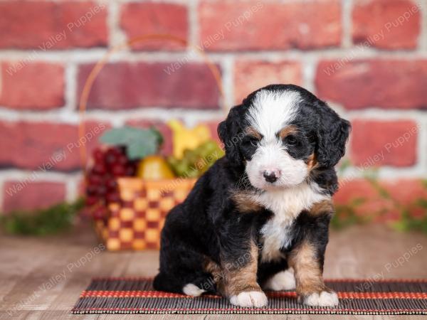 Mini bernedoodle near Chicago Illinois 