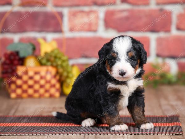 Mini bernedoodle near Chicago Illinois 