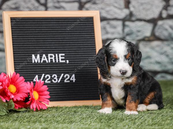 F1 mini bernedoodle near Chicago Illinois