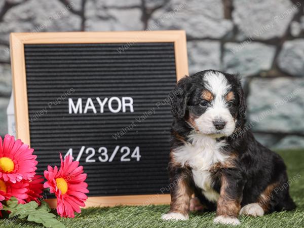 F1 mini bernedoodle near Chicago Illinois