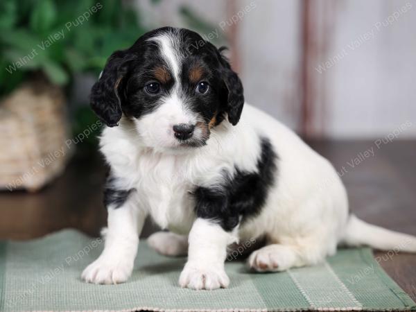 F1B mini bernedoodle near Chicago Illinois