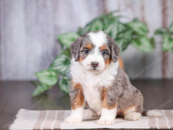 F1 mini bernedoodle near Chicago Illinois