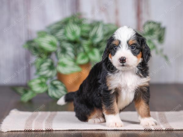 F1 mini bernedoodle near Chicago Illinois