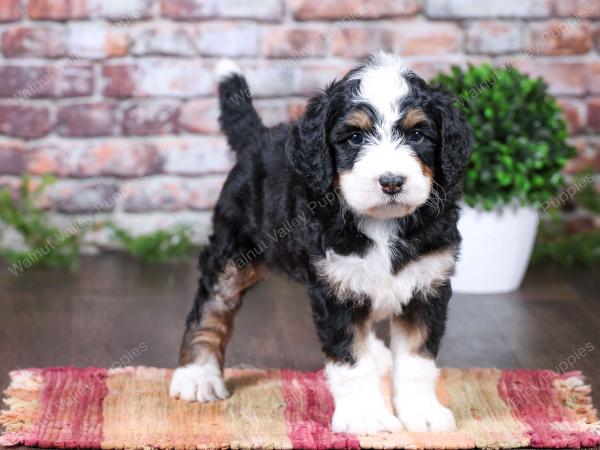 tri-colored female standard bernedoodle near Chicago Illinois