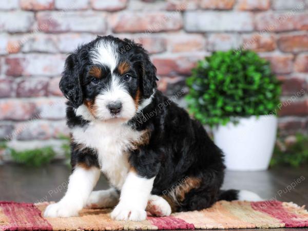 tri-colored Male standard bernedoodle near Chicago Illinois