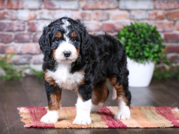 tri-colored female standard bernedoodle near Chicago Illinois