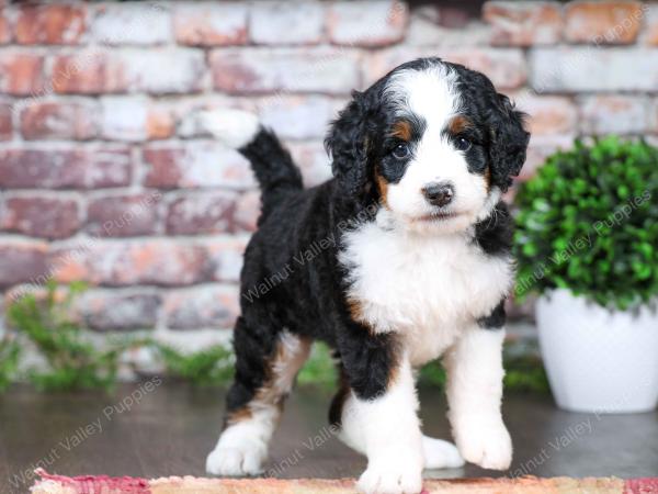 tri-colored female standard bernedoodle near Chicago Illinois