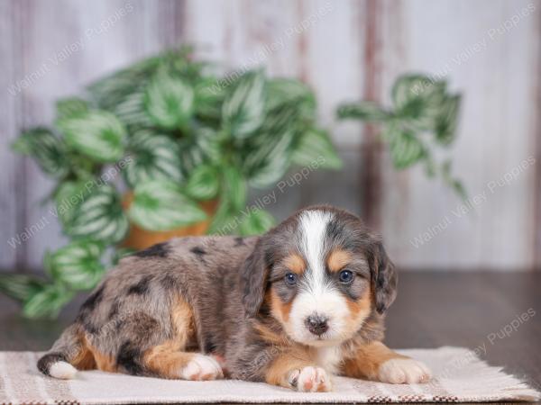 Mini bernedoodle near Chicago Illinois 