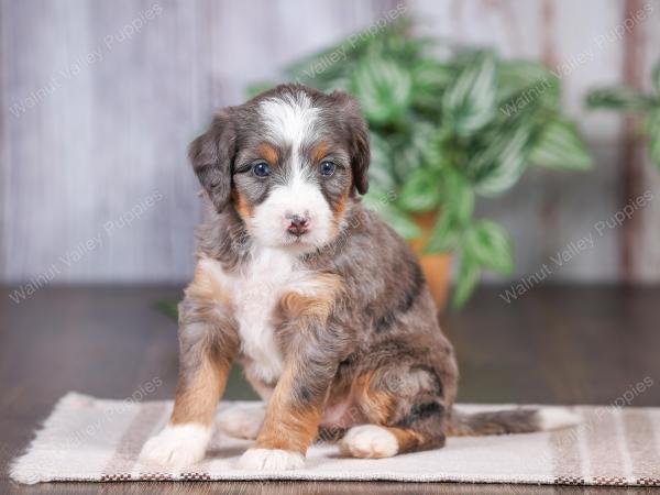 Mini bernedoodle near Chicago Illinois 