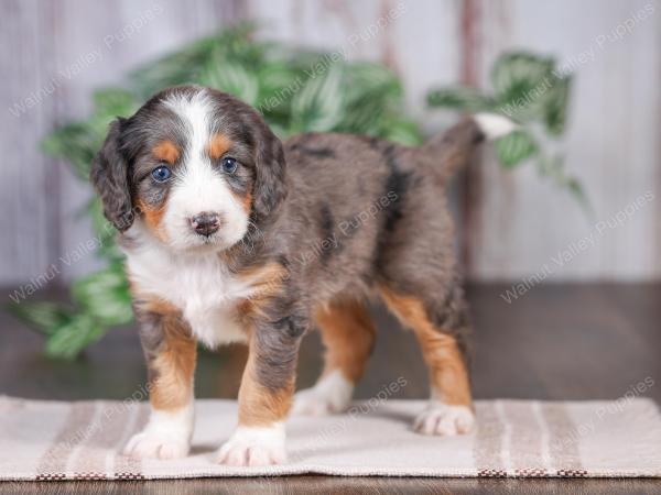 Mini bernedoodle near Chicago Illinois 