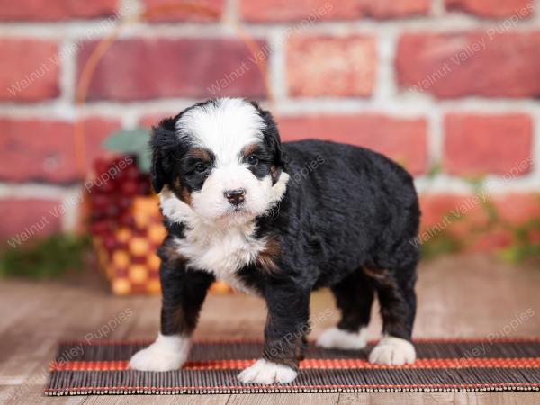 Mini bernedoodle near Chicago Illinois 