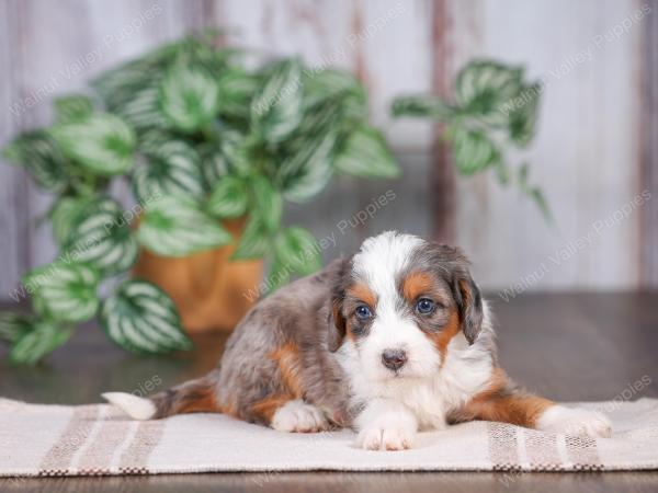 Mini bernedoodle near Chicago Illinois 