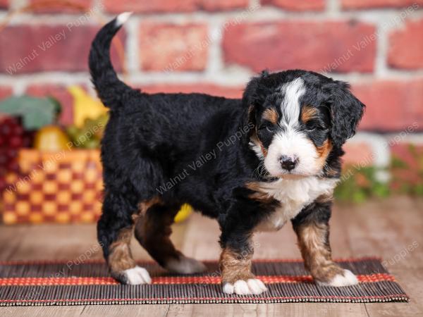 Mini bernedoodle near Chicago Illinois 