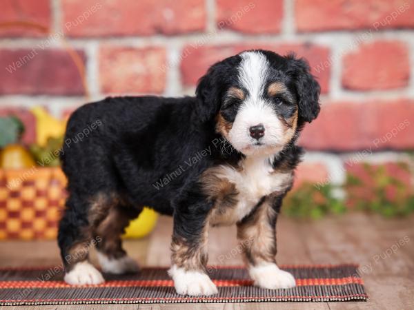 Mini bernedoodle near Chicago Illinois 