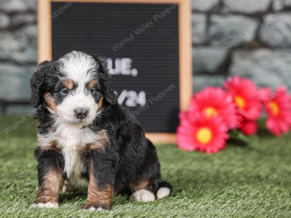 Mini bernedoodle near Chicago Illinois 