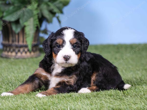 F1 mini bernedoodle near Chicago Illinois