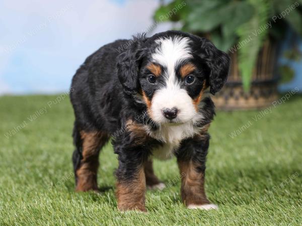 F1 mini bernedoodle near Chicago Illinois