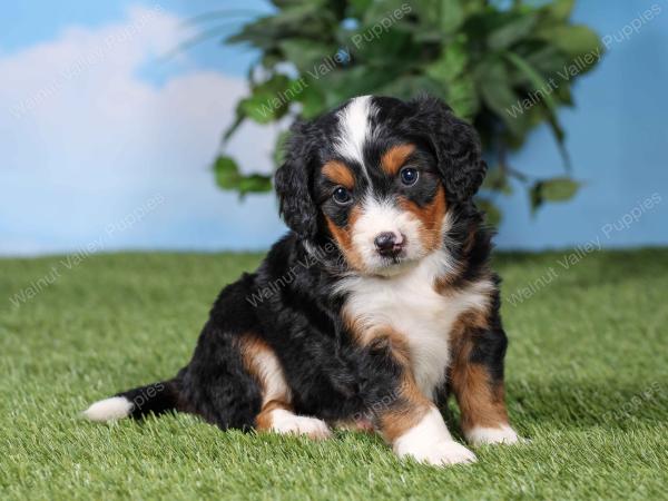 F1 mini bernedoodle near Chicago Illinois