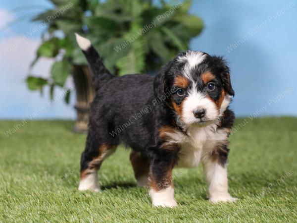 F1 mini bernedoodle near Chicago Illinois