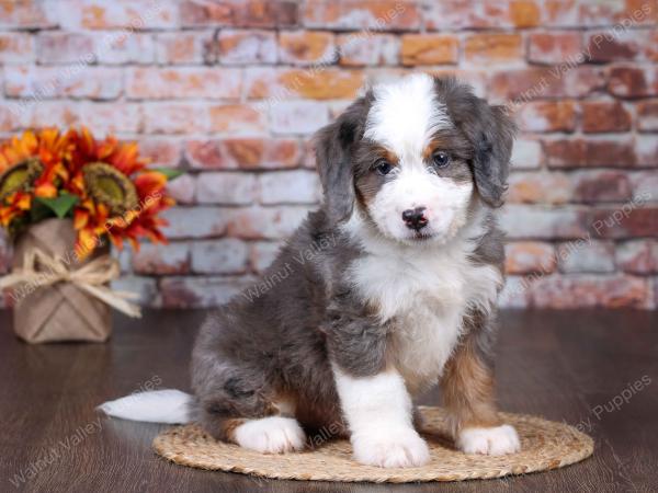 F1 mini bernedoodle near Chicago Illinois