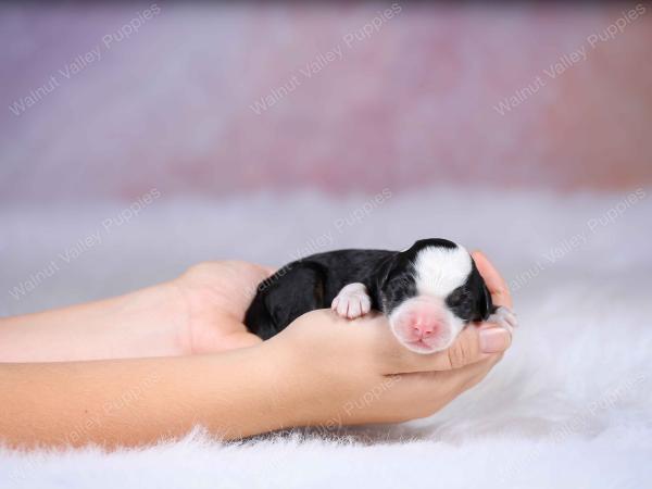 tri-colored mini bernedoodle near Chicago Illinois