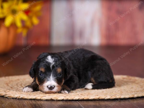 tri-colored female standard bernedoodle near Chicago Illinois