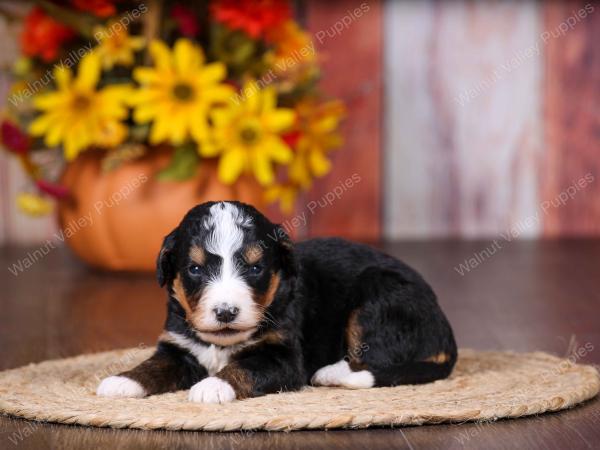 tri-colored female standard bernedoodle near Chicago Illinois