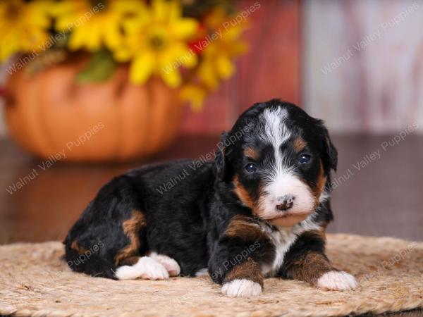 tri-colored female standard bernedoodle near Chicago Illinois