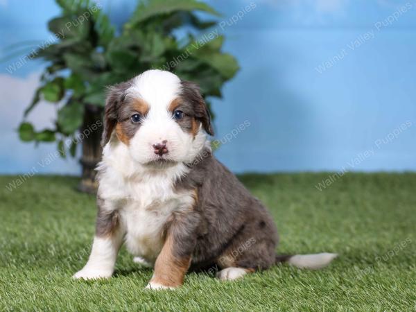 F1 mini bernedoodle near Chicago Illinois