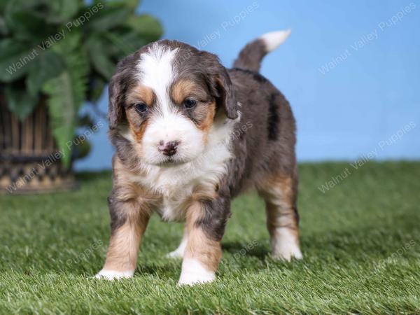 F1 mini bernedoodle near Chicago Illinois