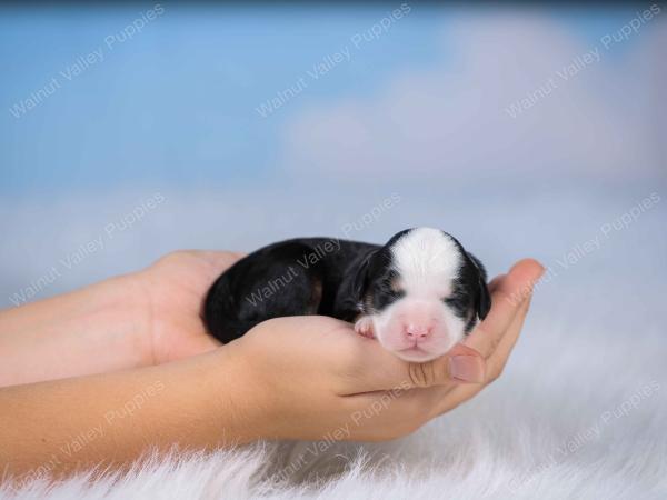 tri-colored mini bernedoodle near Chicago Illinois