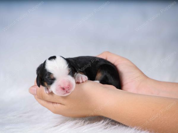 tri-colored mini bernedoodle near Chicago Illinois