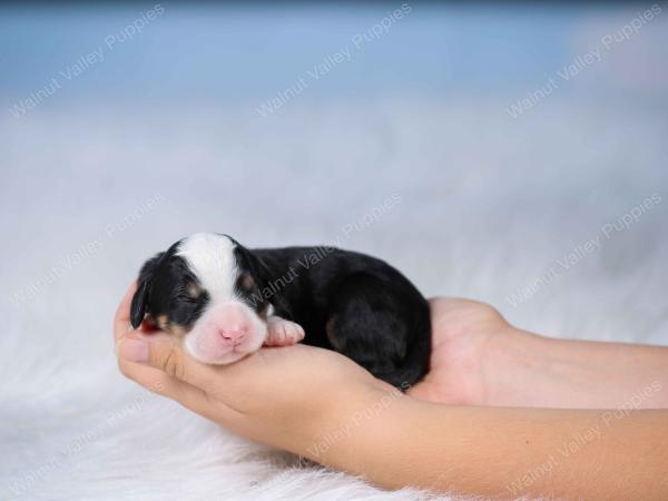 tri-colored mini bernedoodle near Chicago Illinois