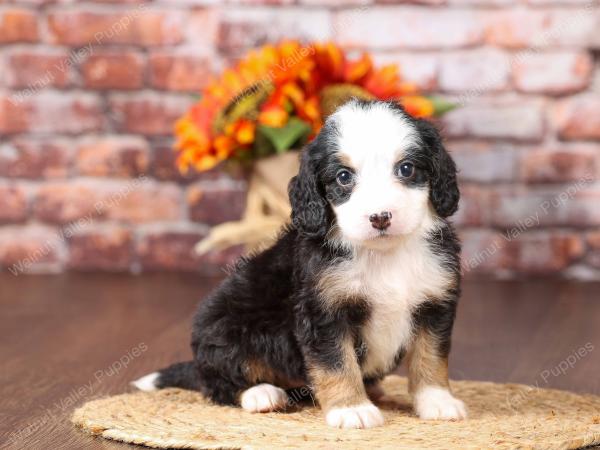 tri-colored mini bernedoodle near Chicago Illinois