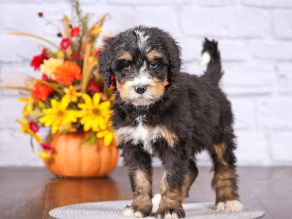 tri-colored male standard bernedoodle near Chicago Illinois