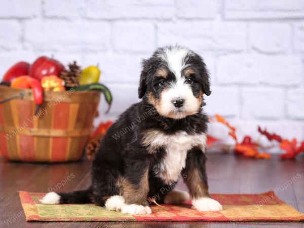 tri-colored female standard bernedoodle near Chicago Illinois